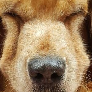 Meet your Posher, Shompoo